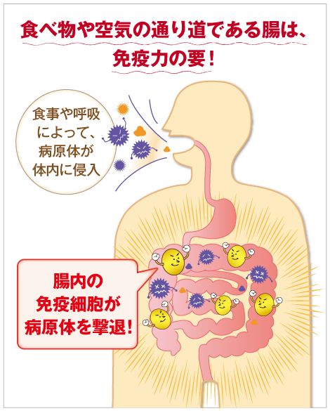 食べ物や空気の通り道である腸は、免疫力の要！