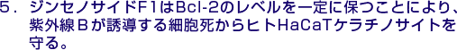 5.ジンセノサイドF1はBcl-2のレベルを一定に保つことにより、紫外線Ｂが誘導する細胞死からヒトHaCaTケラチノサイトを守る。