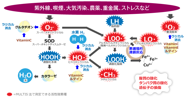 ラジカル ヒドロキシ ヒドロキシラジカルと水酸化物イオンの違いは？