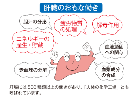 が 肝 低下 すると 機能