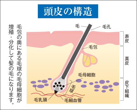 頭皮の構造