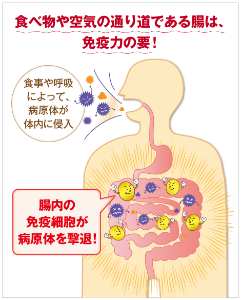 腸には全身の免疫細胞の7割が集中している