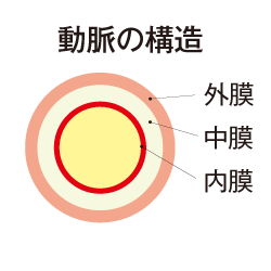 動脈の構造