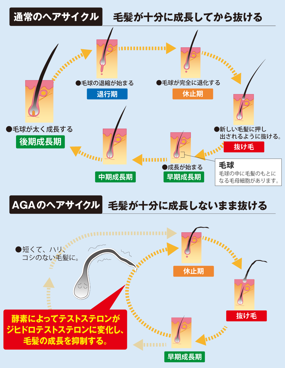 女性も油断できないAGA（男性型脱毛症）脱毛症の原因は、男性ホルモン？｜Ginseng 2014年 冬号｜研究開発室