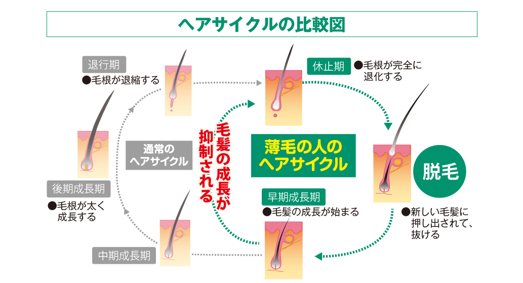 ヘアサイクルの比較図