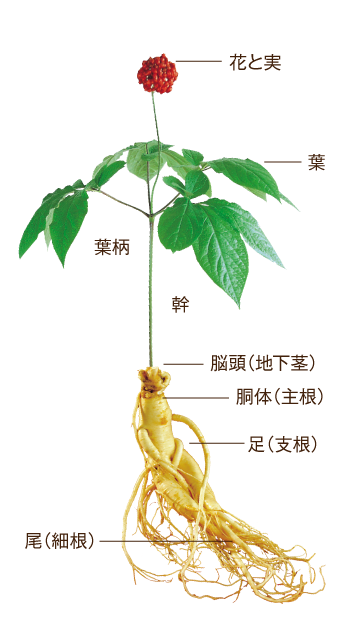 生の高麗人参　花と実、葉、葉柄、幹、脳頭（地下茎）、胴体（主根）、足（支根）、尾（細根）