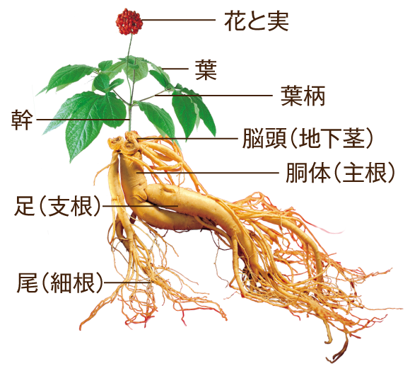 生の高麗人参　花と実、葉、葉柄、幹、脳頭（地下茎）、胴体（主根）、足（支根）、尾（細根）